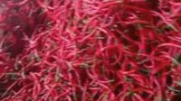 IMG-20250602-WA0010