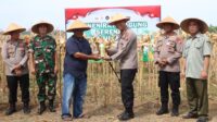 WhatsApp Image 2026-04-30 at 16.29.09 Kapolres Kulon Progo AKBP Ridho Hidayat (kanan) hadir langsung dalam kegiatan panen raya jagung kuartal II 2026 di Karangwuni, Wates.
