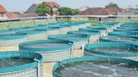 Sistem-Bioflok-Ikan-Nila
